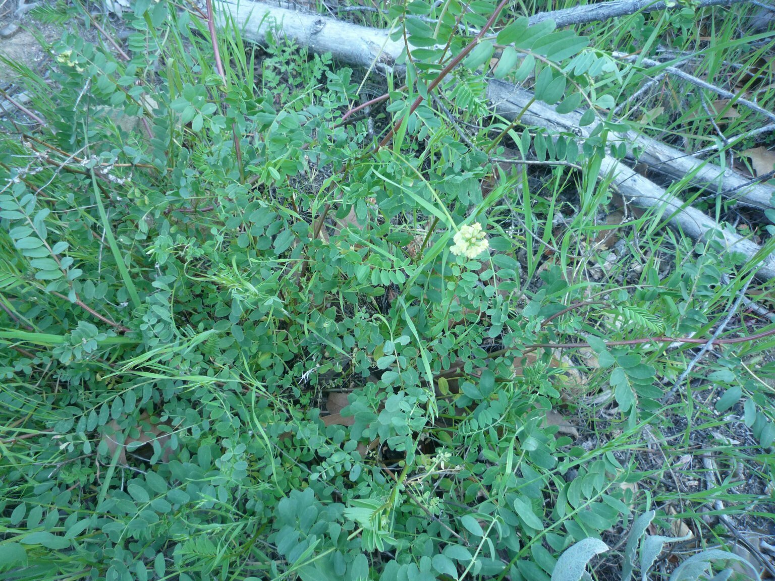 High Resolution Astragalus sp. Plant
